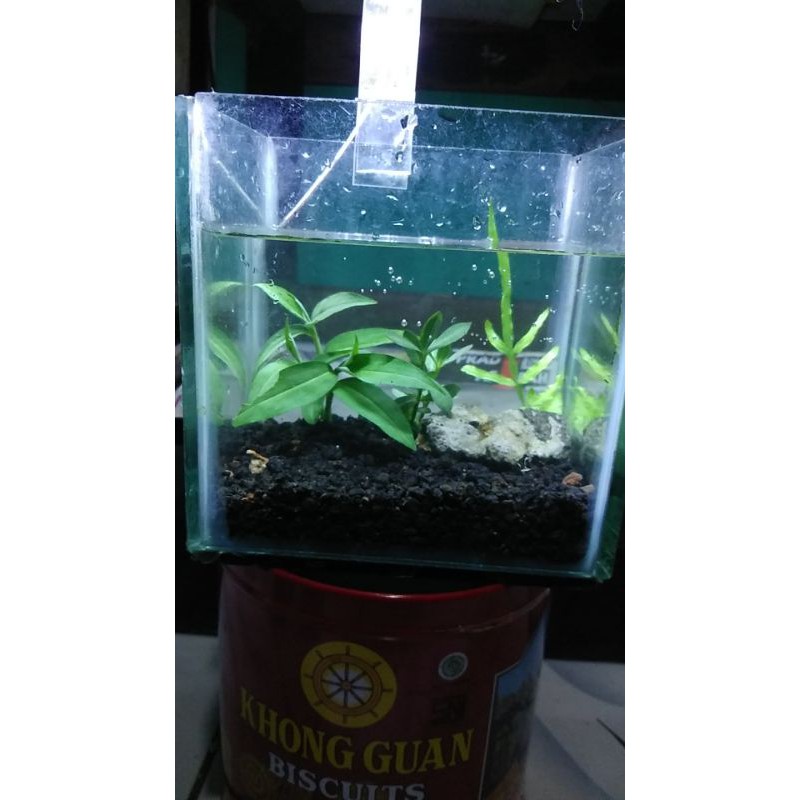 AQUASCAPE MURAH / AQUARIUM CUPANG HIAS