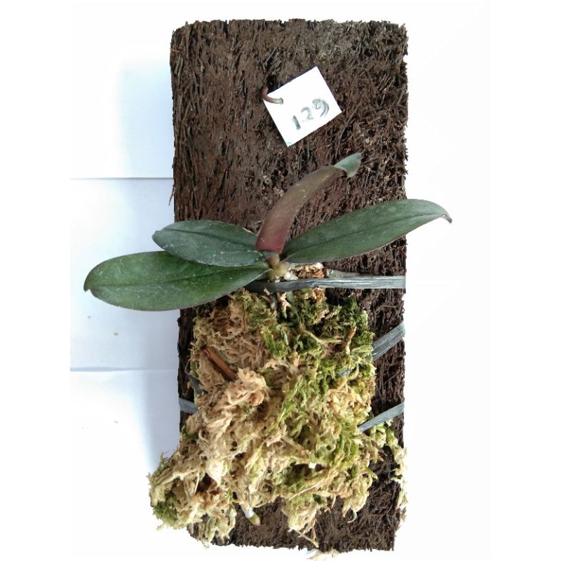 Tanaman Anggrek Bulan Dewasa Tempel | Media Pakis