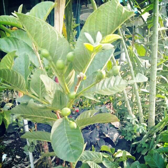 Bibit buah jambu kristal berbuah