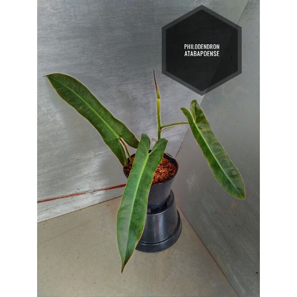 philodendron atabapoense