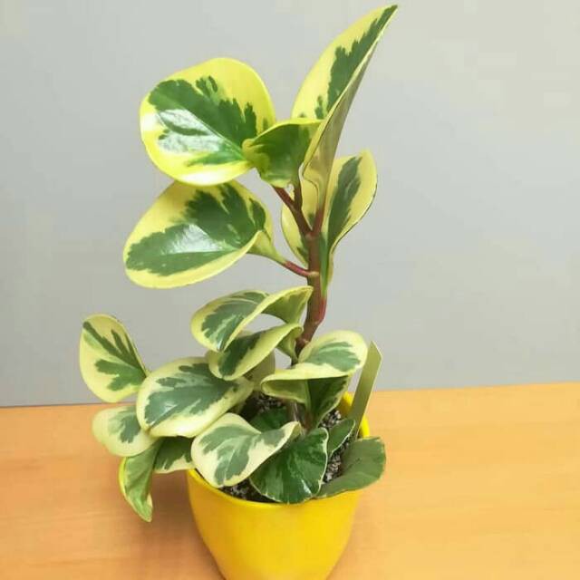 Tanaman hias peperomia obtusifolia ( Teplan kuning )