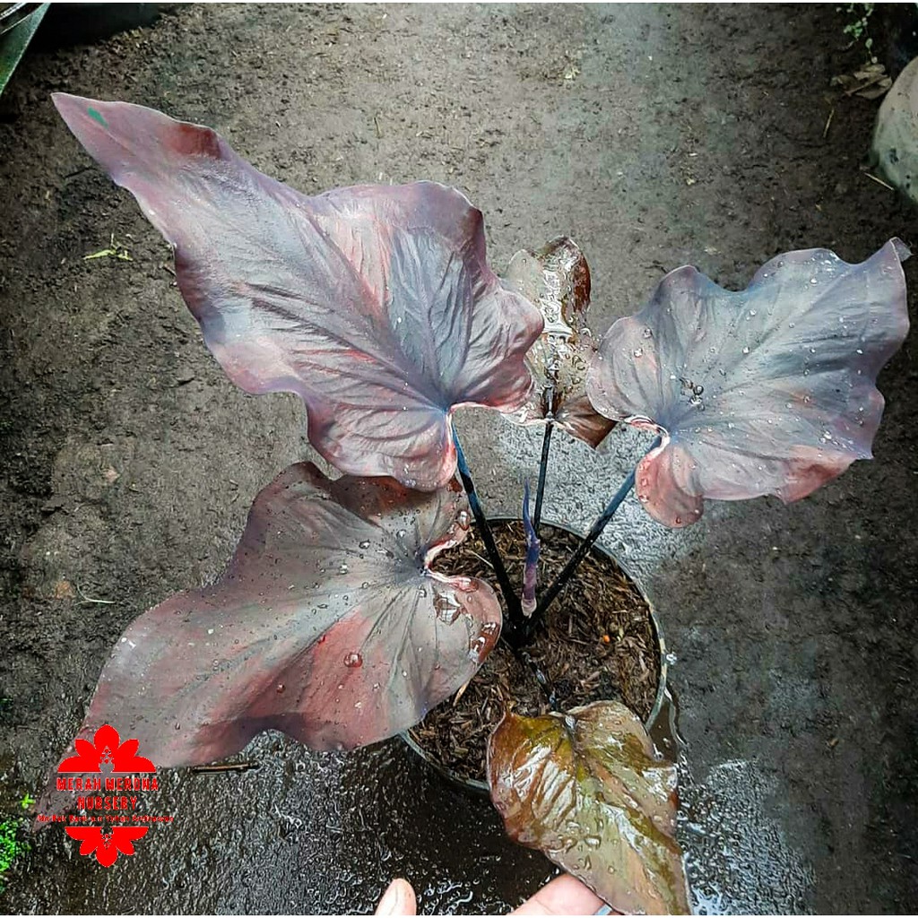 BLACK SCORPION bibit kecil caladium keladi merah merona marikago_tanaman tanaman hias kaladi