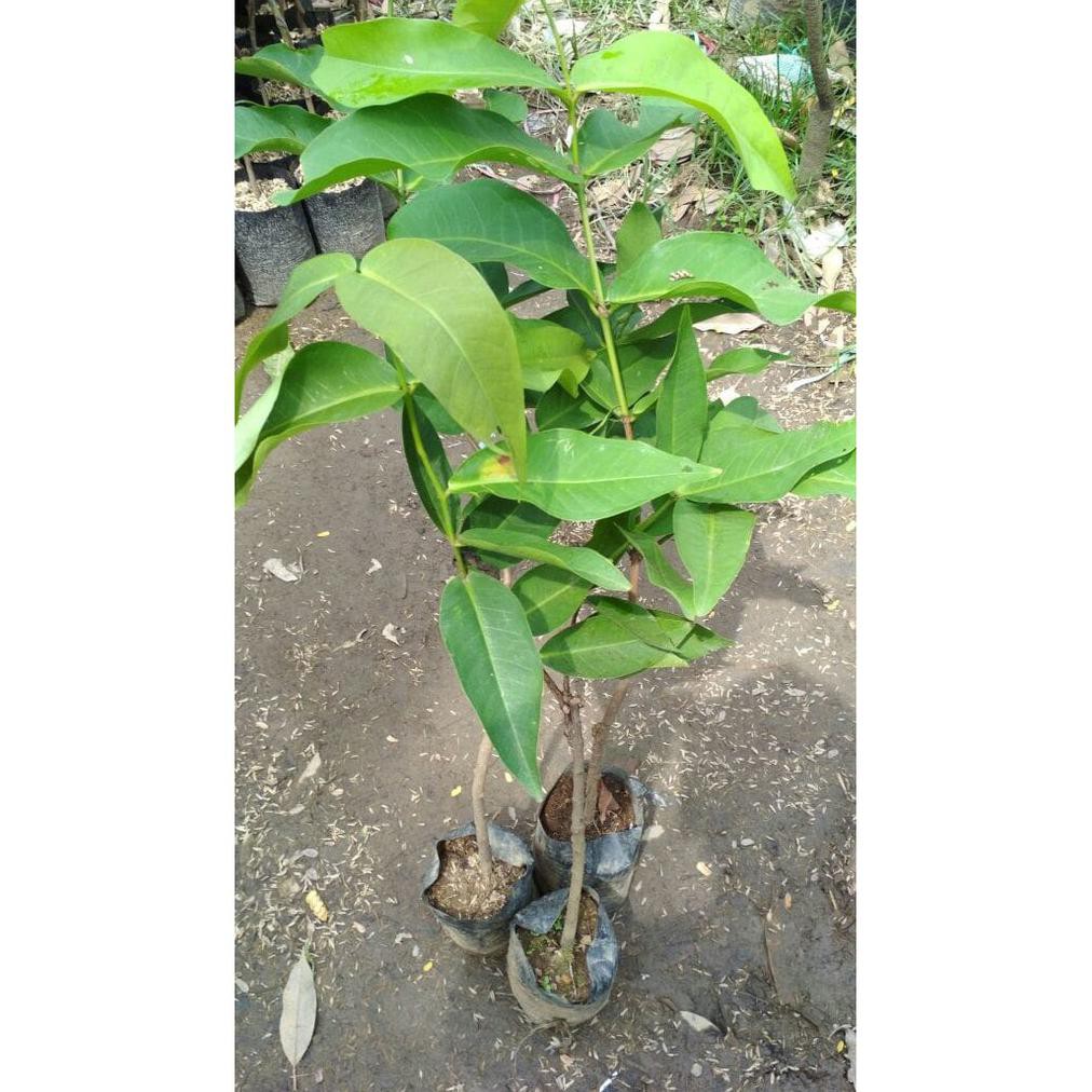 BIBIT BUAH JAMBU AIR MADU DELI