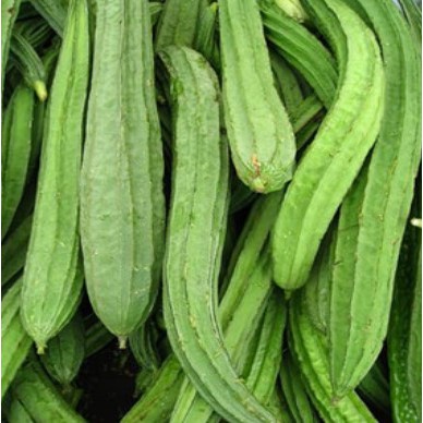 

Sayur Oyong 500gr