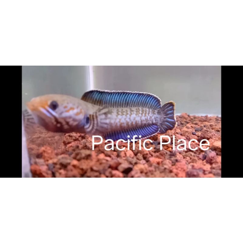 

Pacific Andrao size 4-11cm