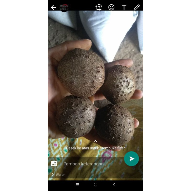 

bibit porang katak super asli Dorman