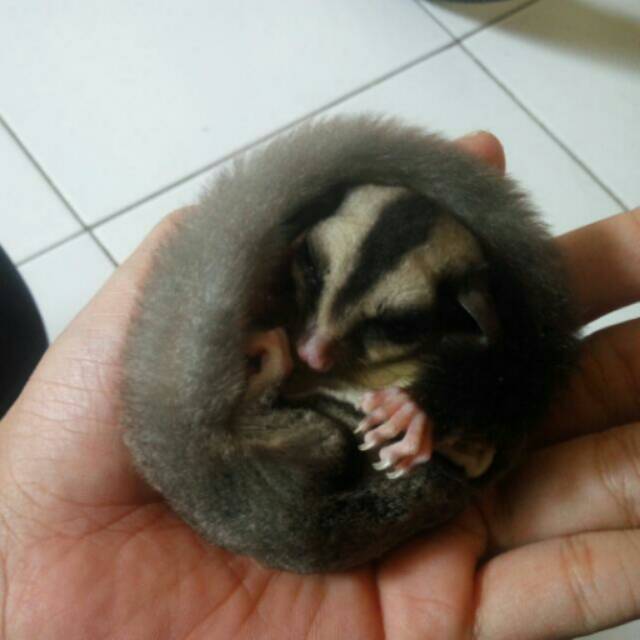 sugar glider joey