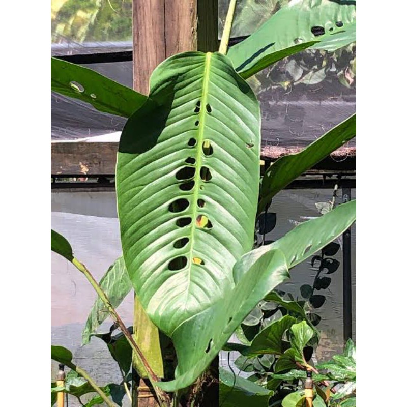 Bonggol Raphidopora Megasperma Murah