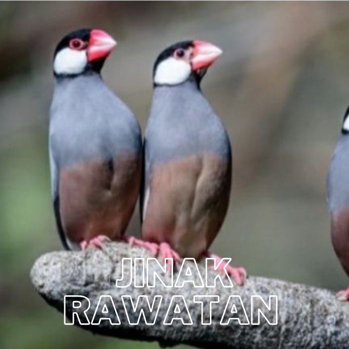 Glatik Belong Siapan Dewasa harga untuk 2 Pcs Jtn & Btn - Burung Gelatik Burung Glatik belong