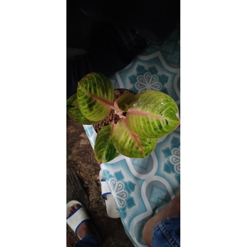 tanaman hias aglonema Goliath remaja
