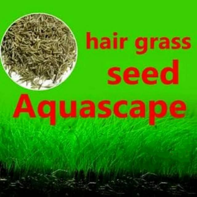 Hair Gras Bibit Benih Tanaman Aquascape Karpet Seed Carpet Seed