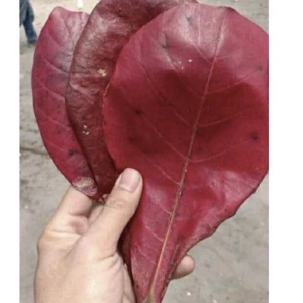 Ready Stok DAUN KETAPANG 1 KG BELUM DIOLAH terbaik