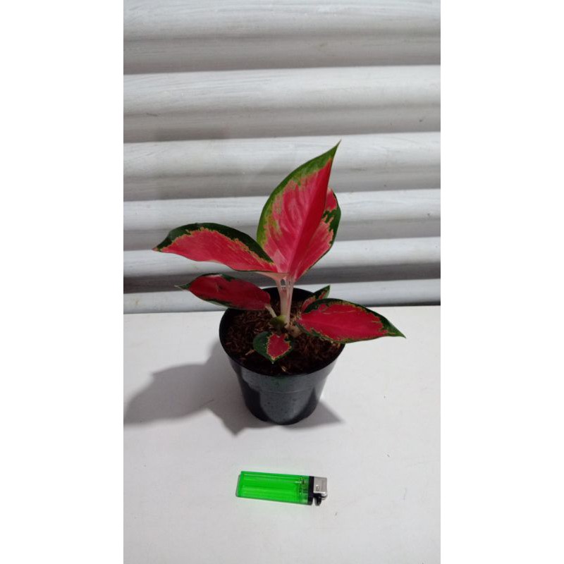 Aglaonema Suksom Jaipong