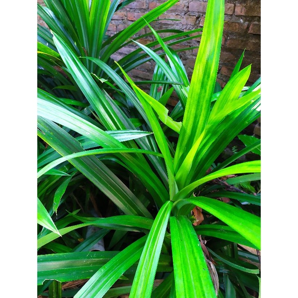 

Daun pandan. perbatang 750