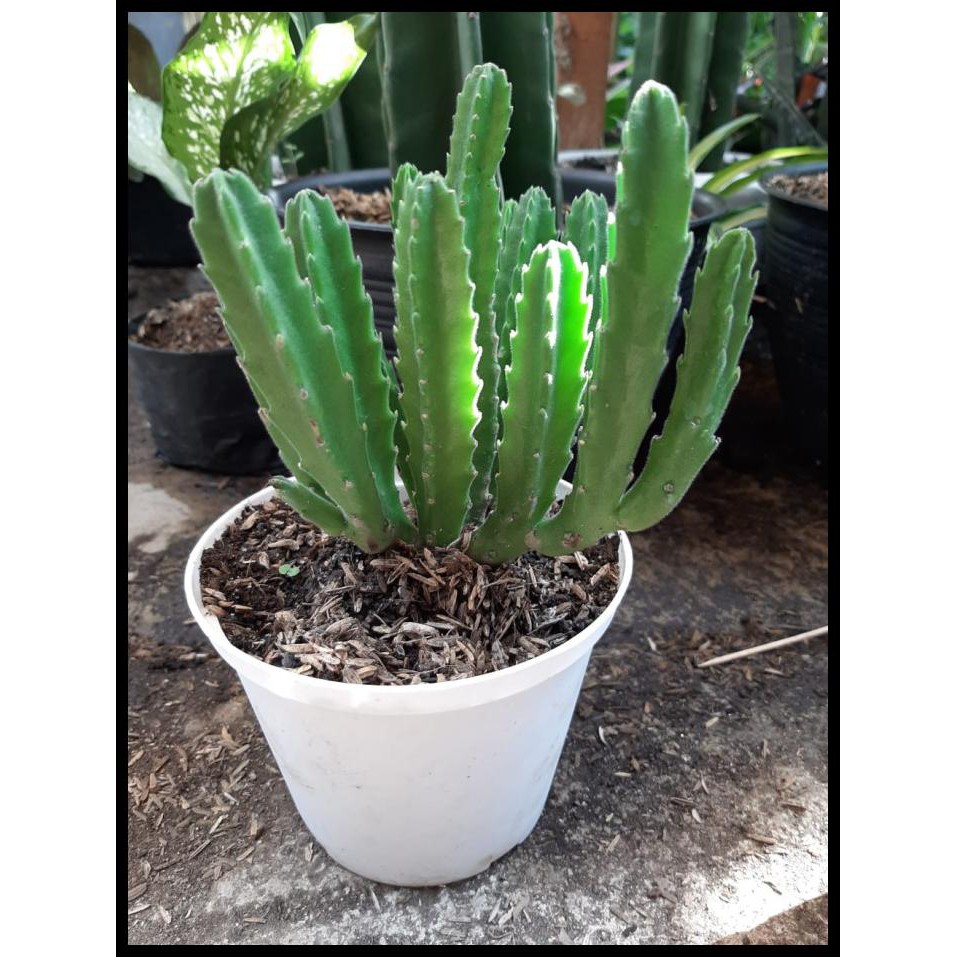 Tanaman Kaktus Bangkai Hidup Ukuran Jumbo