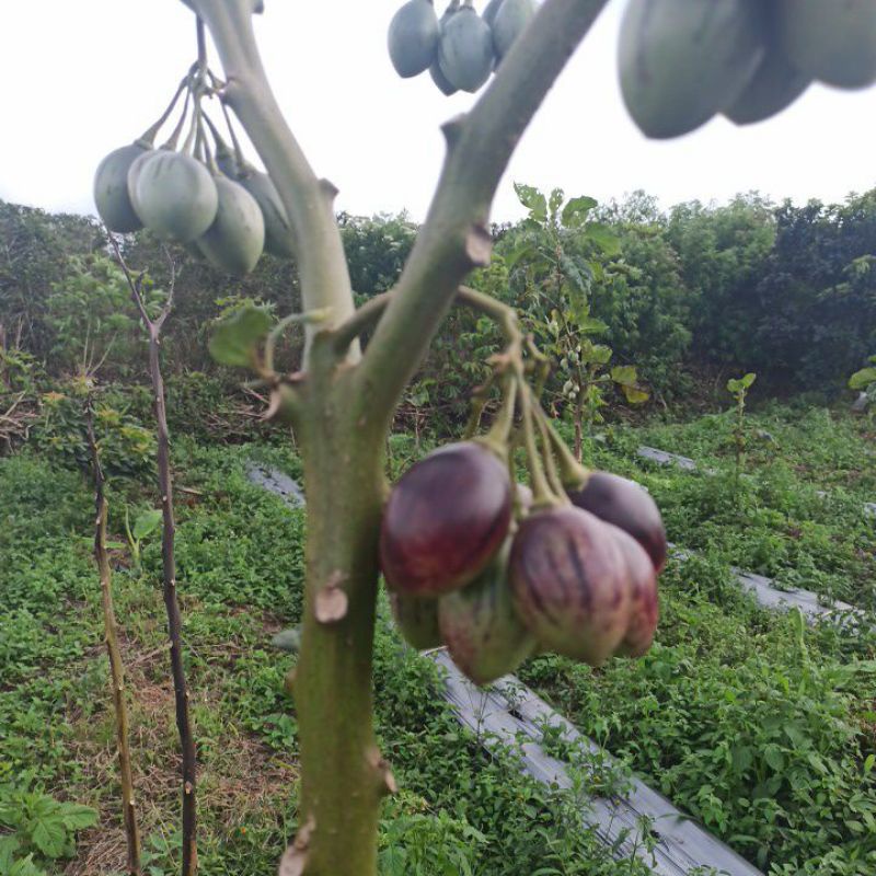 Bibit Terong belanda/tiung per 10 biji