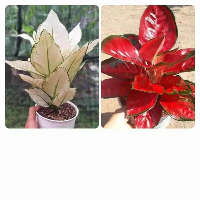 PAKET 2 BONGGOL AGLONEMA suksom Jaipong, Suksom White