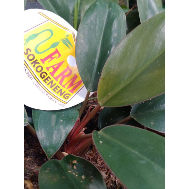 philo red congo philodendron langka