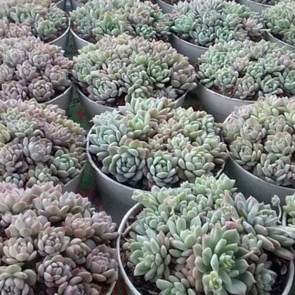 Sukulen Paket Echeveria Prolifica + Pot 15cm