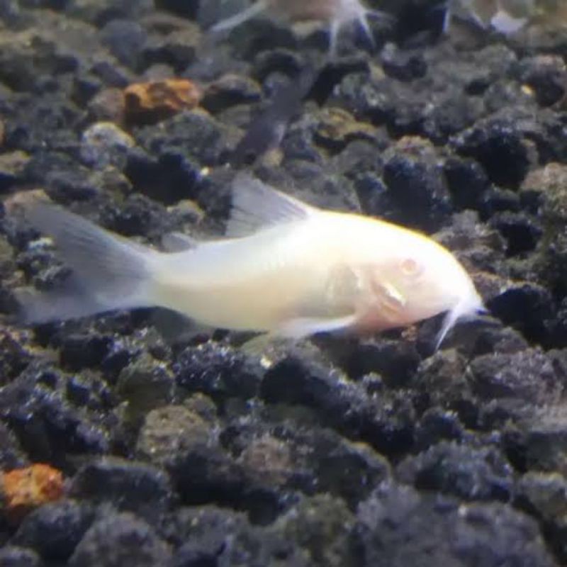 ikan corydoras 5 ekor pembersih aquascape dan pemakan alga
