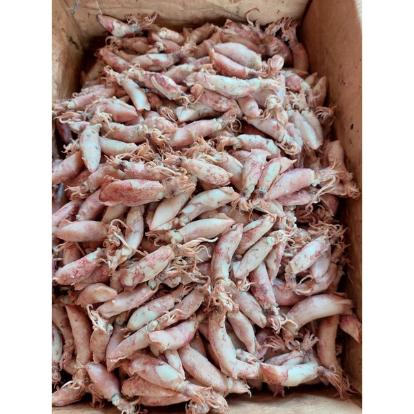 

Promo Cumi Asin Rebus Sedang 4-7 cm 1kg, 500gr, 250gr /Ikan asin Jakarta / Cumi Rebus Mentah