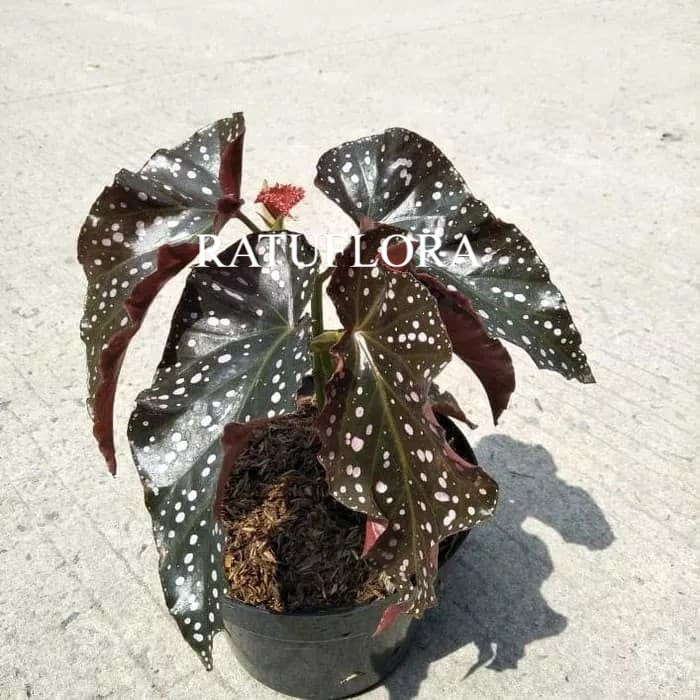 tanaman hias begonia polkadot - begonia mocca - angel wing - polcadot