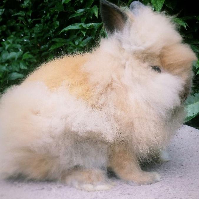 Kelinci Lion Head Betina Termurah