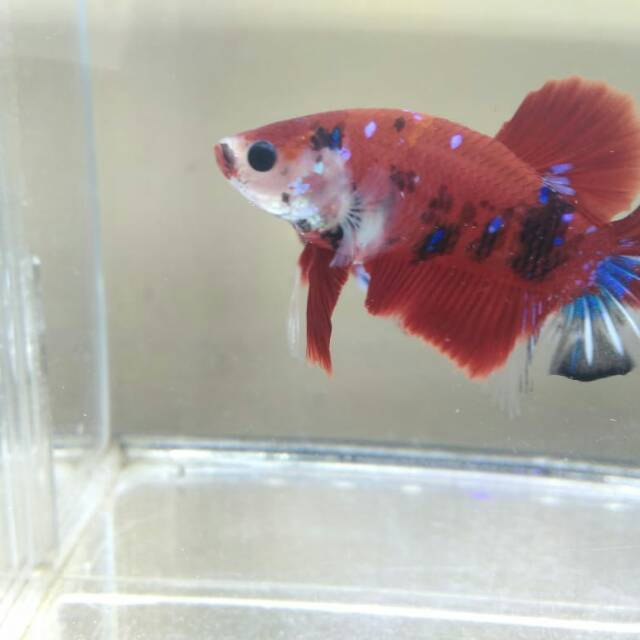 

Ikan cupang red koi galaxy