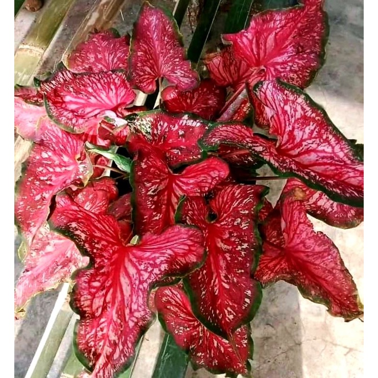 Keladi Lance Worton | Tanaman Hias Caladium / Keladi Lance Worton Anakan Ekonomis