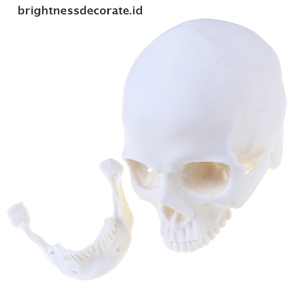 Model Tengkorak Manusia Bahan Resin Warna Putih 1: 1 Untuk Dekorasi Halloween