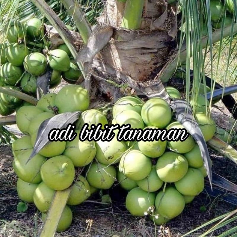 Bibit Tanaman Buah Kelapa Hibrida-1