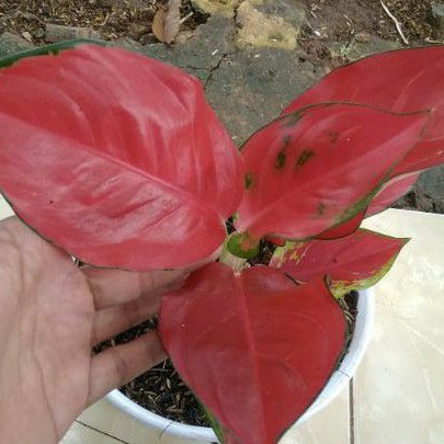 aglaonema suksom jaipong aglaonema tanaman hias