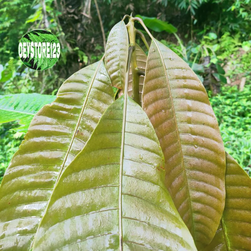 

Daun Mangga muda per 100 grm Husus pucuk