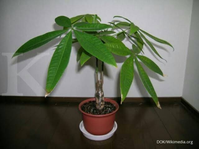 Bibit Tanaman Hias Pachira Kepang/ Pohon Duit/ Money Tree