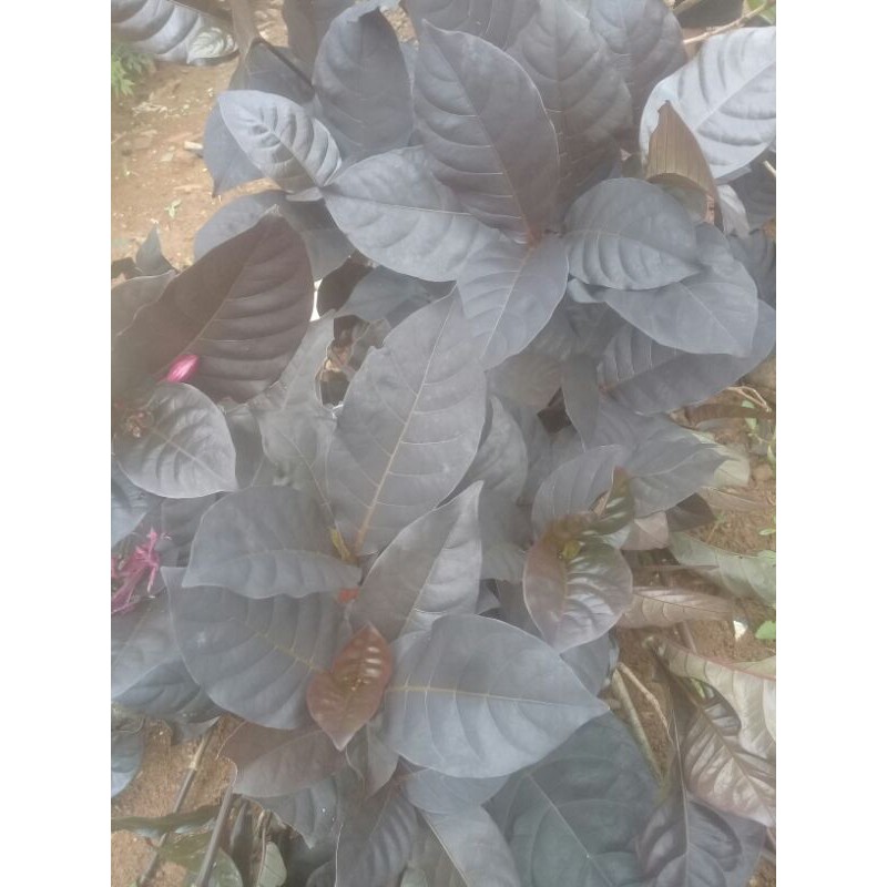 

promo daun ungu segar 500 gram