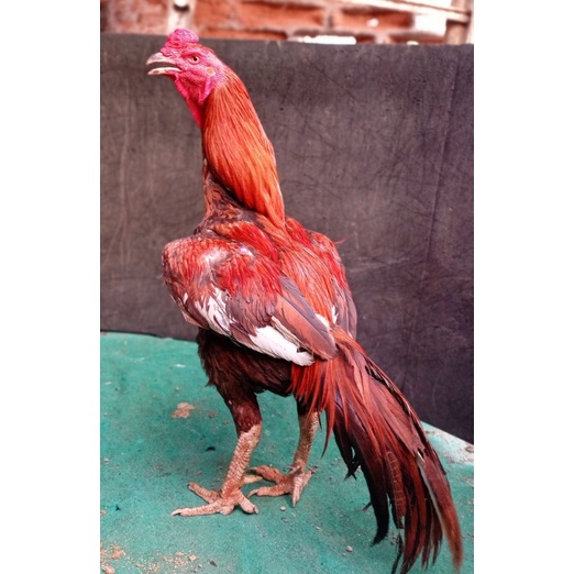 ayam aduan surabaya farm