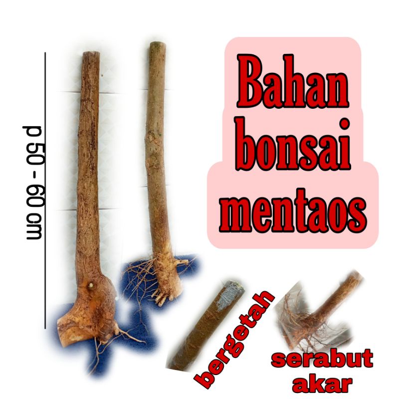 Bahan bonsai mentaos dongkelan buat grouping bahan segar