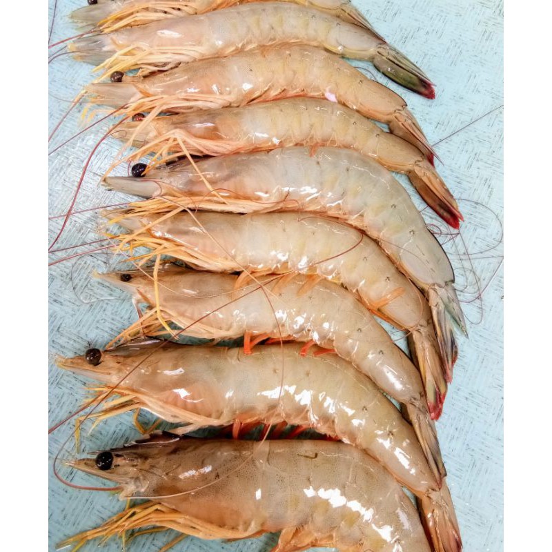 

UDANG JERBUNG BESAR SEGAR SIZE 20/25 1KG