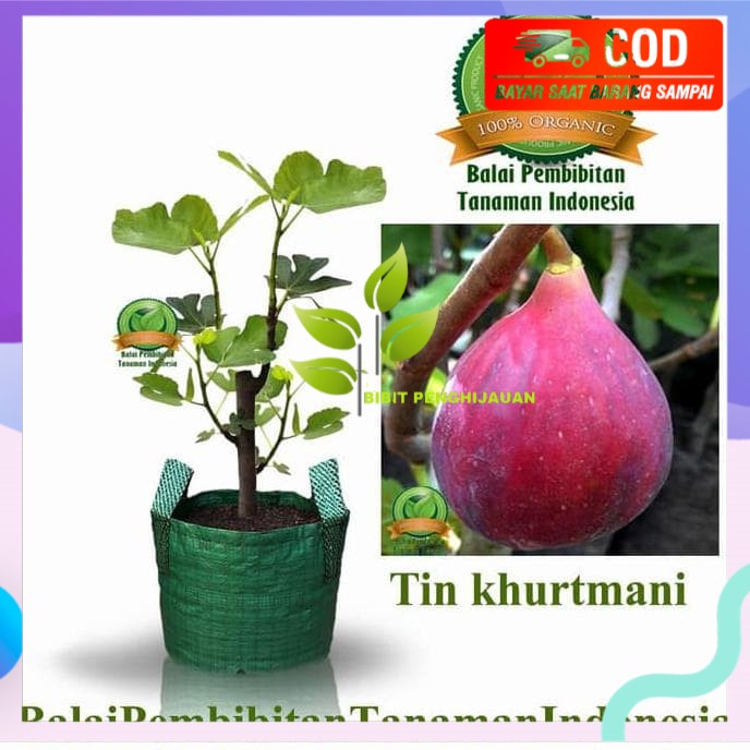 SUPER! BIBIT TIN KHURTMANI / BIBIT BUAH / TANAMAN UNGGUL!