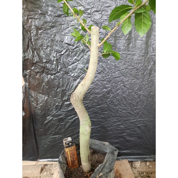 bahan bonsai serut streblus asper meliuk realpic.