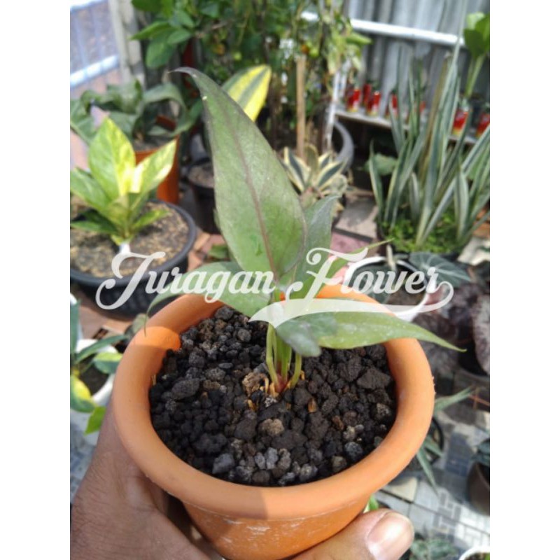 Bibit Anthurium Burgundy