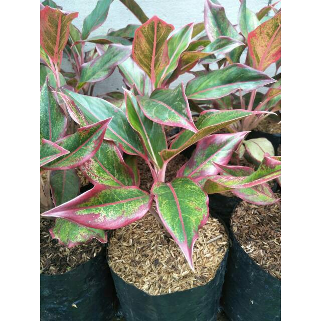 LIPSTIK SIAM AURORA ( Tanaman hias aglonema aglaonema )