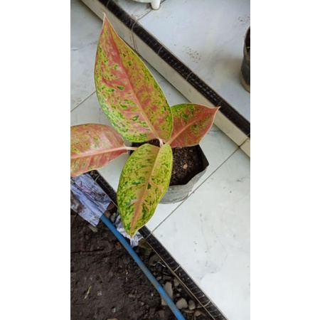 aglo luway bigroy daun rimbun