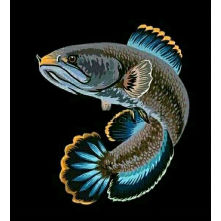 chana limbata rim tebal