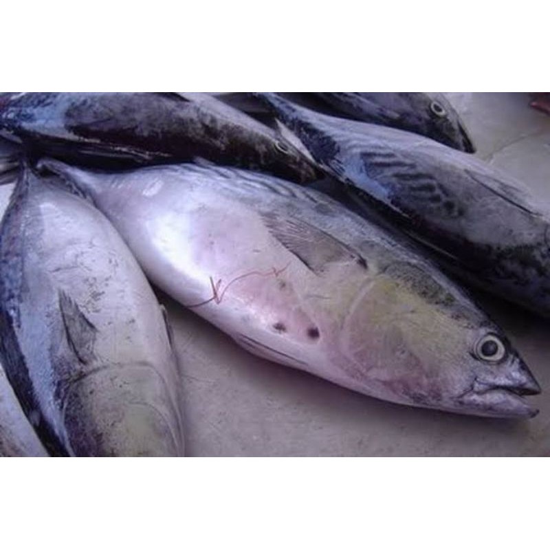 

Ikan Tongkol 1 kg