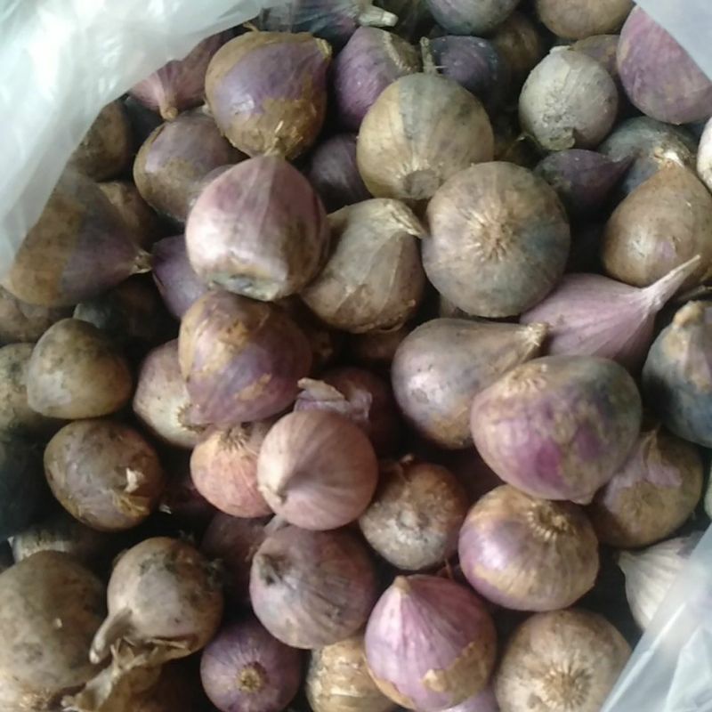 

Bawang Lanang 100gram