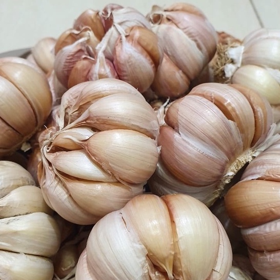 BAWANG PUTIH 1KG Bawang Putih Banci Honan 1 Kg Premium (tidak ada yang busuk) Bawang putih biasa Besar 1 kg bawang putih honan bawang putih BAWANG PUTIH BERSIH (1 KG)