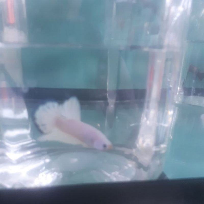 

bluerim ikan cupang hias