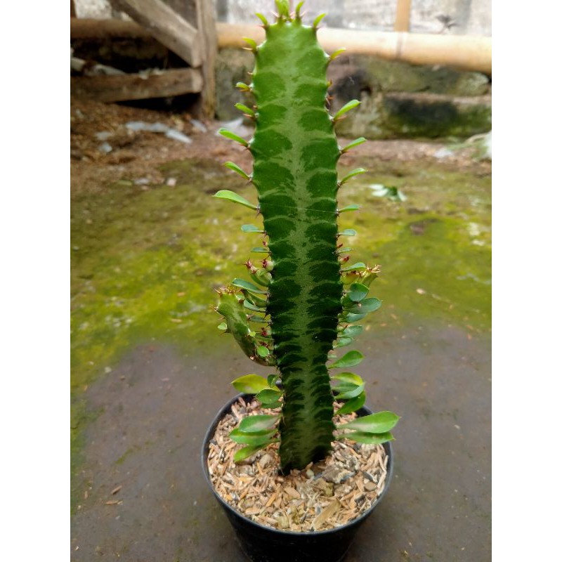 

Trigona merah/hijau