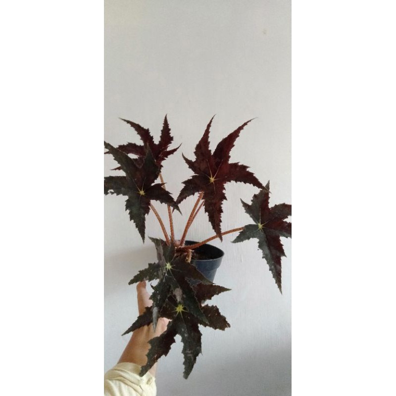 begonia bintang hitam